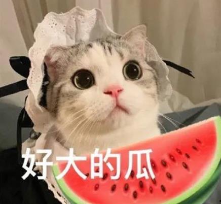 娱乐吃瓜君小猫咪,揭秘娱乐圈那些不为人知的幕后故事