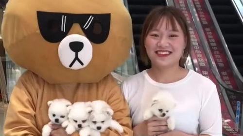 网红熊哪个女的